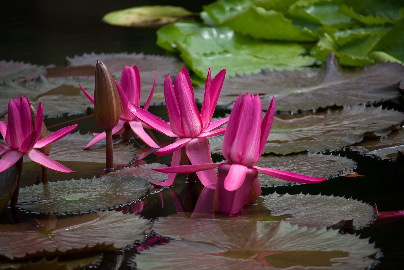 Canon EOS 50D sample photo. Water lily, plant, pond photography