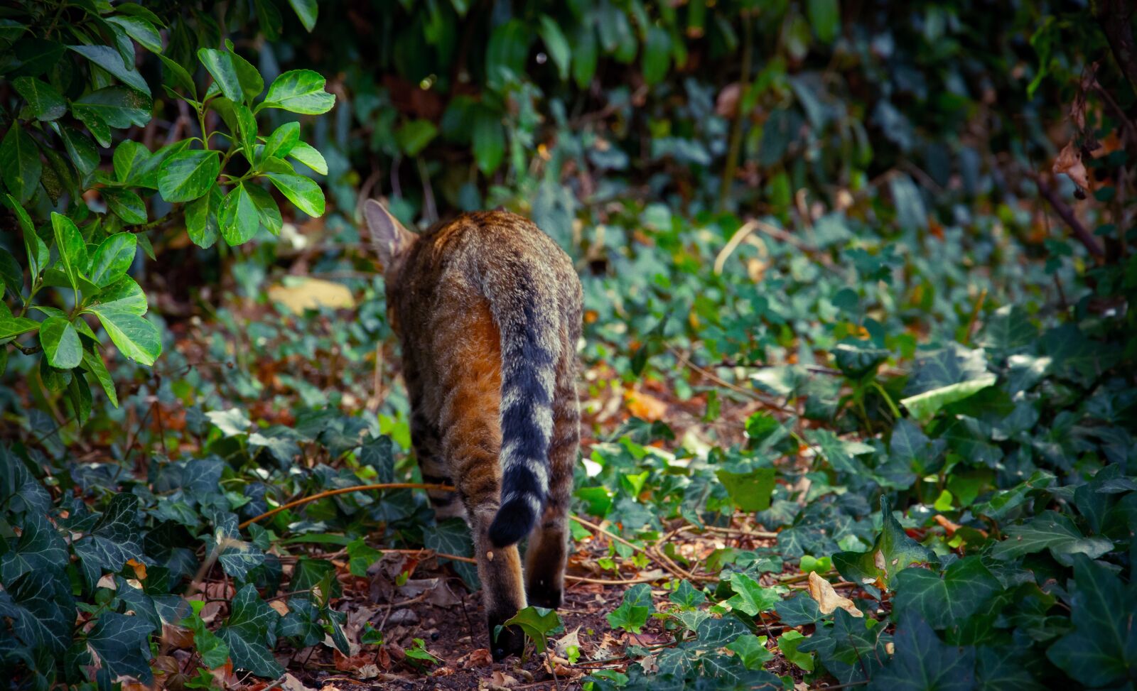 Nikon D7200 sample photo. Cat, ride, feline photography