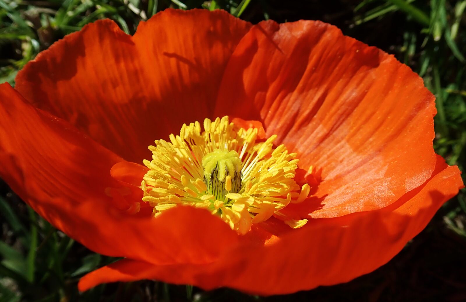 Olympus TG-5 sample photo. Flower, poppy, stamens photography