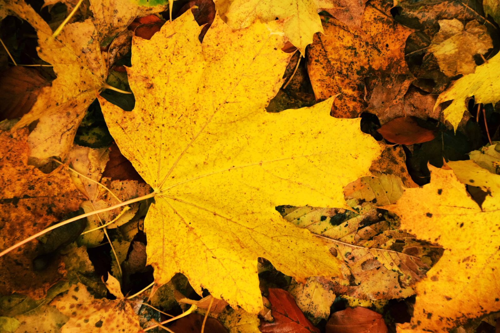 Nikon D3300 sample photo. Wood, flora, ground, yellow photography