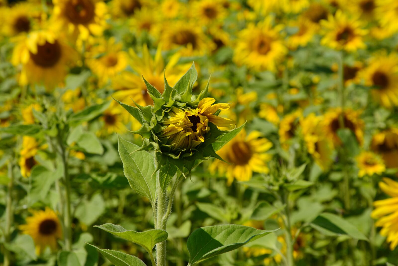 Nikon D5200 sample photo. Sunflower, flowers, sunflower field photography