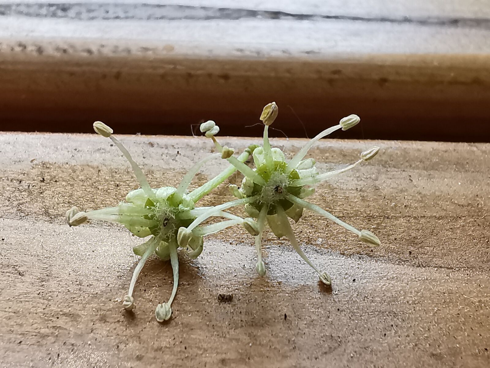 HUAWEI P30 Pro sample photo. Macroworld, macropictures, plants photography