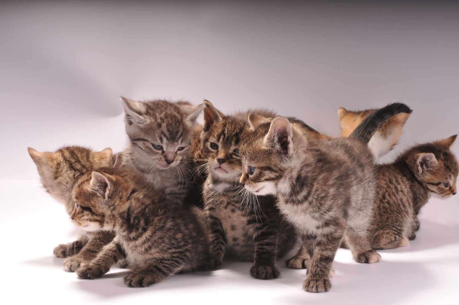 Nikon D300 sample photo. Cats, play, gray photography