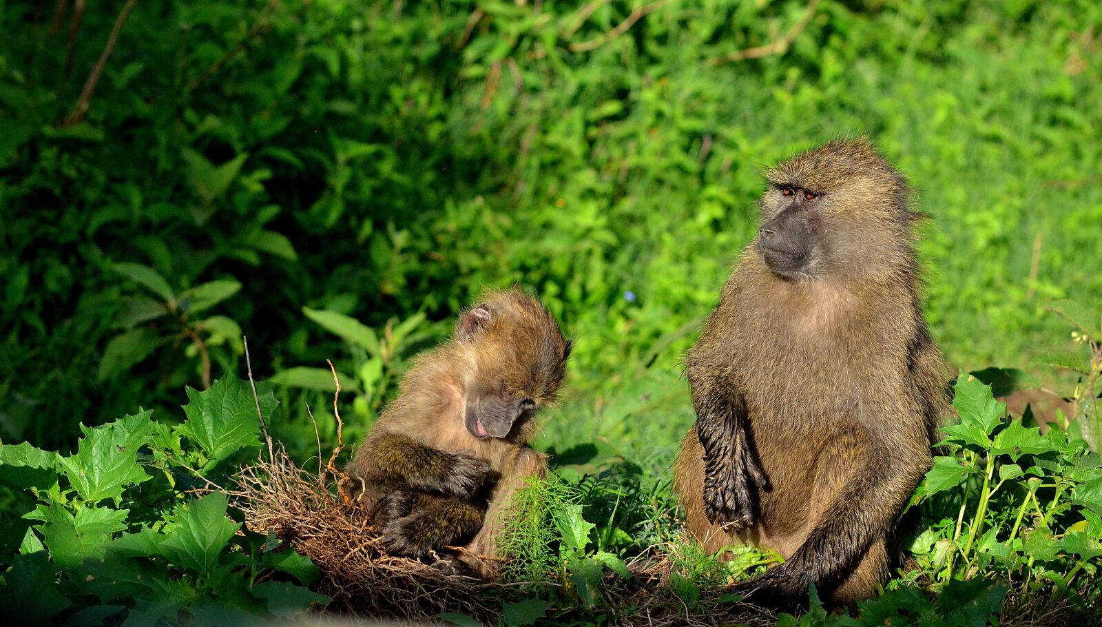 Nikon D3100 sample photo. Monkey, animal, africa photography
