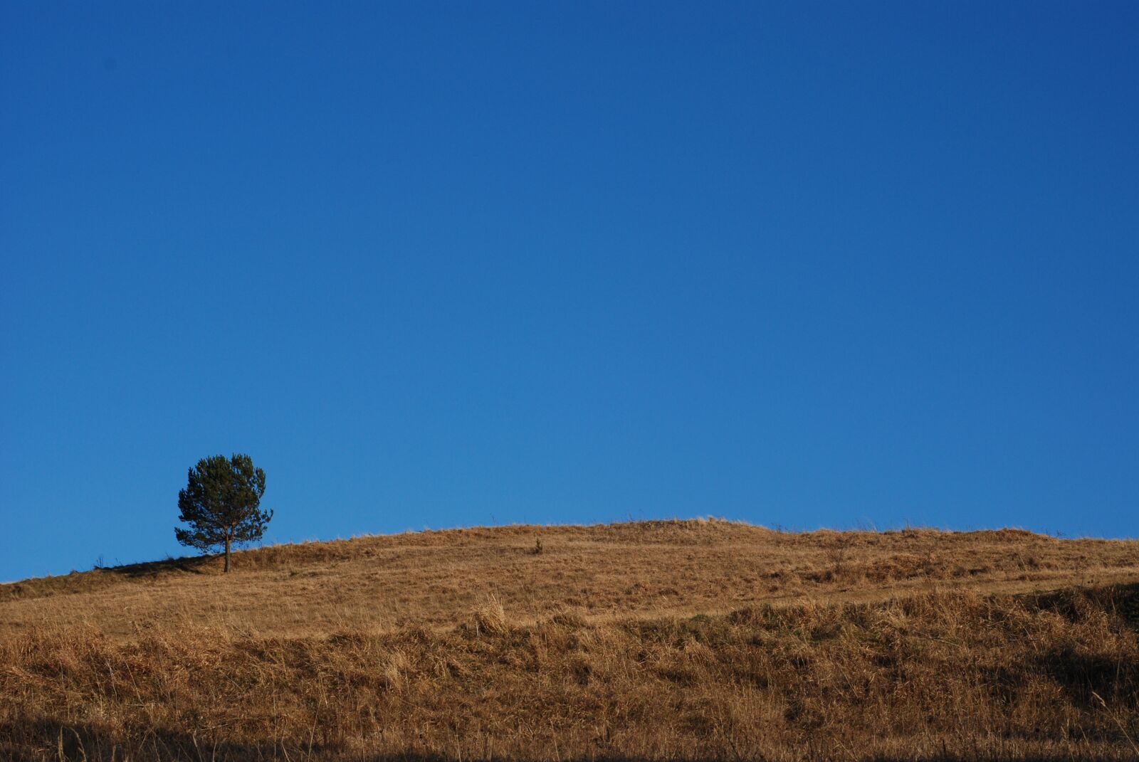 Nikon D80 sample photo. Tree, hill, landscape photography