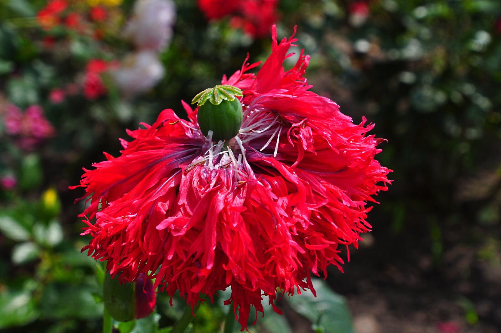 Nikon D5000 sample photo. Poppy, summer, home garden photography