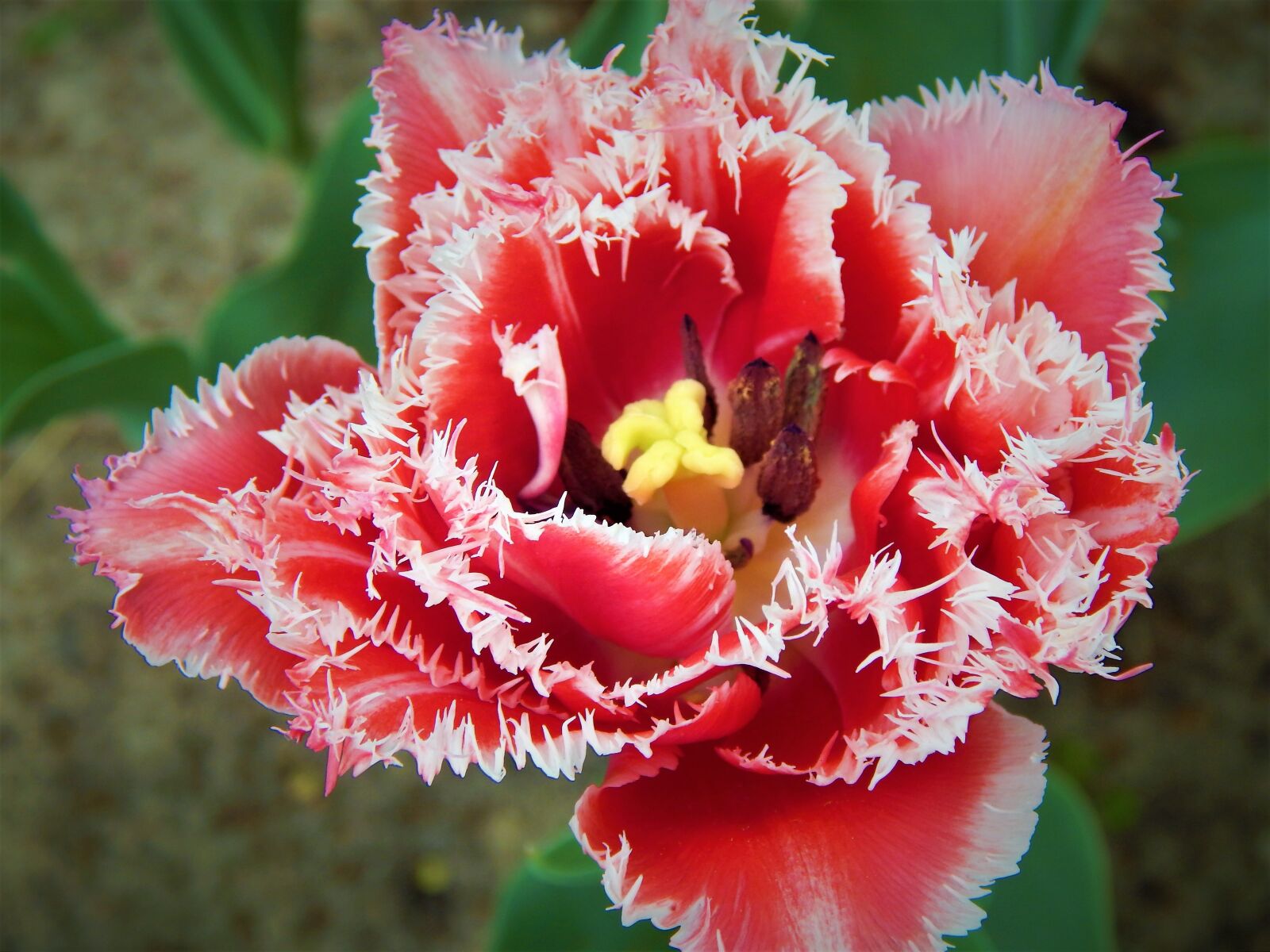 Nikon Coolpix L820 sample photo. Tulip, makrosemka, flowers photography