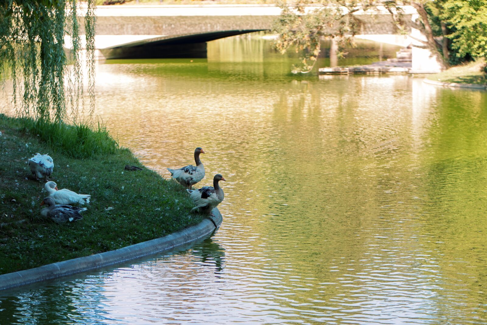 Nikon D5300 sample photo. Geese, plumage, birds photography