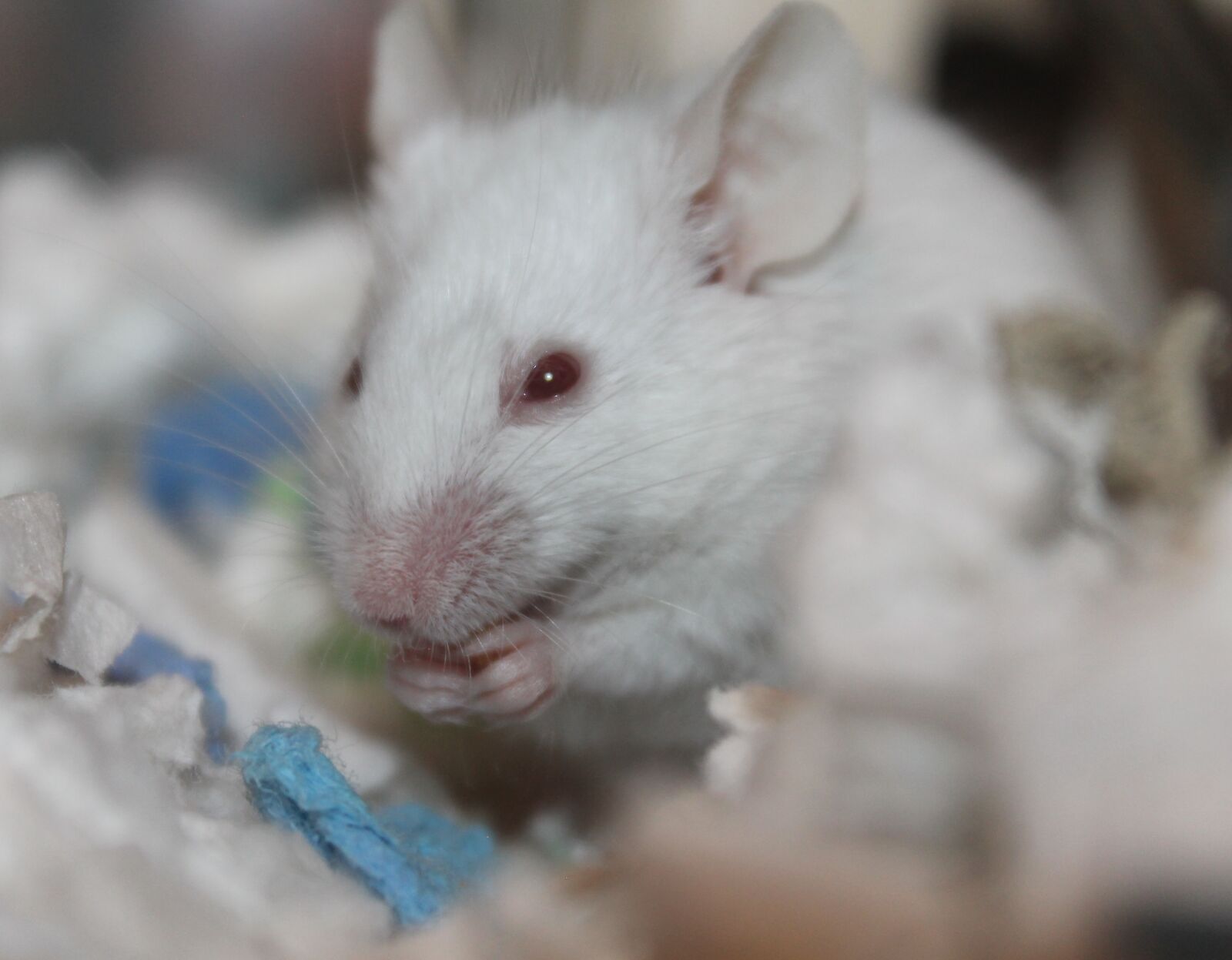 Canon EOS 1100D (EOS Rebel T3 / EOS Kiss X50) sample photo. Rodent, cute, mammal photography