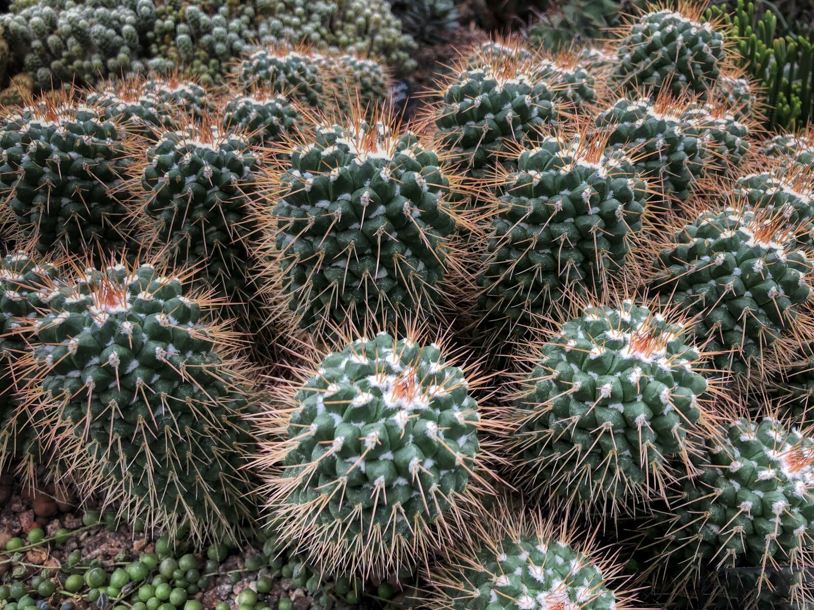iPhone 8 back camera 3.99mm f/1.8 sample photo. Cactus, plant, nature photography