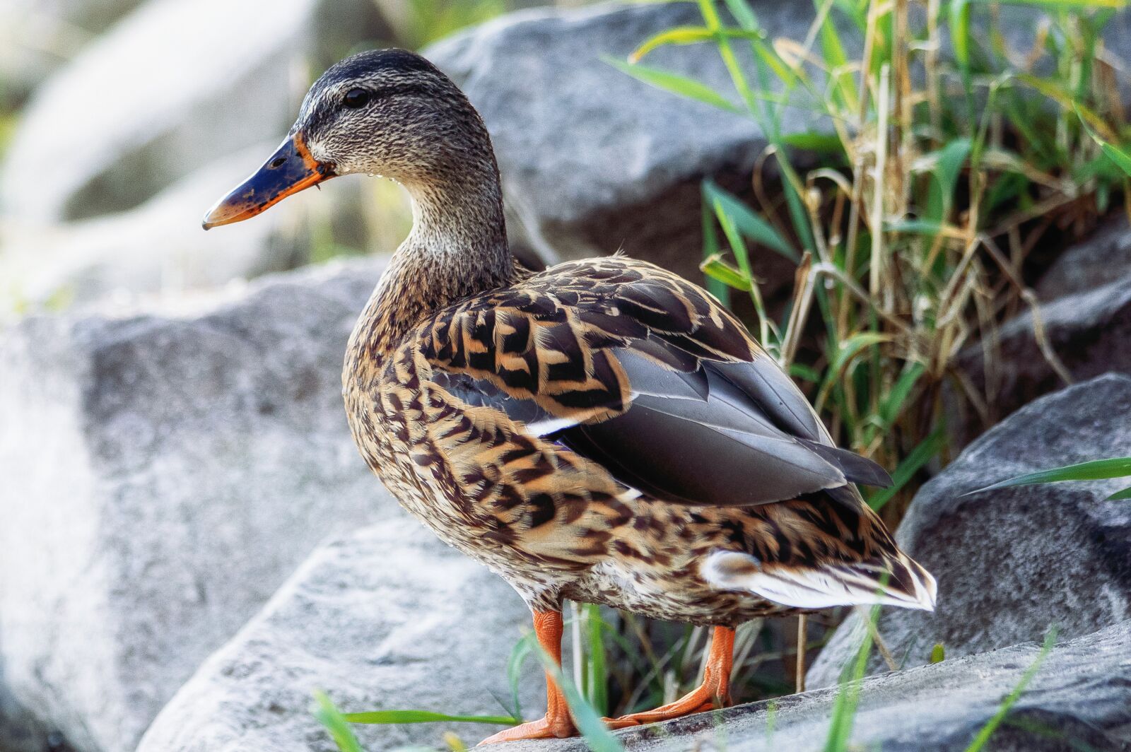 Canon EF 70-300mm F4-5.6 IS USM sample photo. Mallard, bird, water bird photography