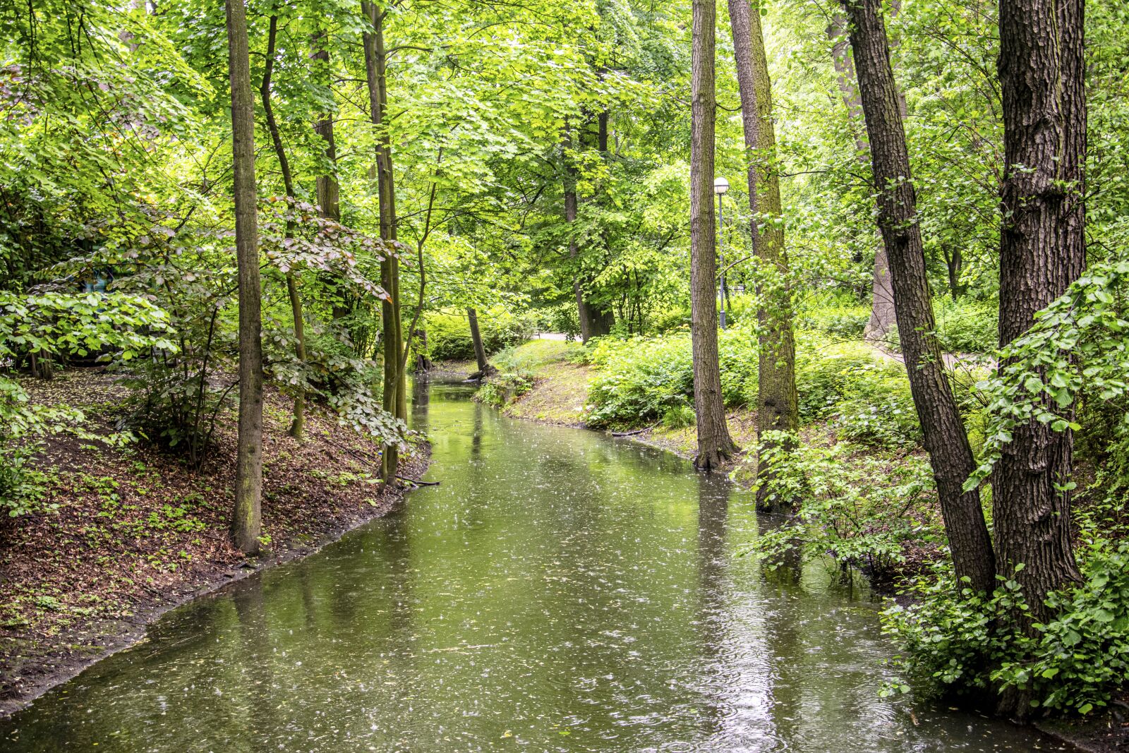 Nikon D5300 sample photo. Forest, tree, wood photography