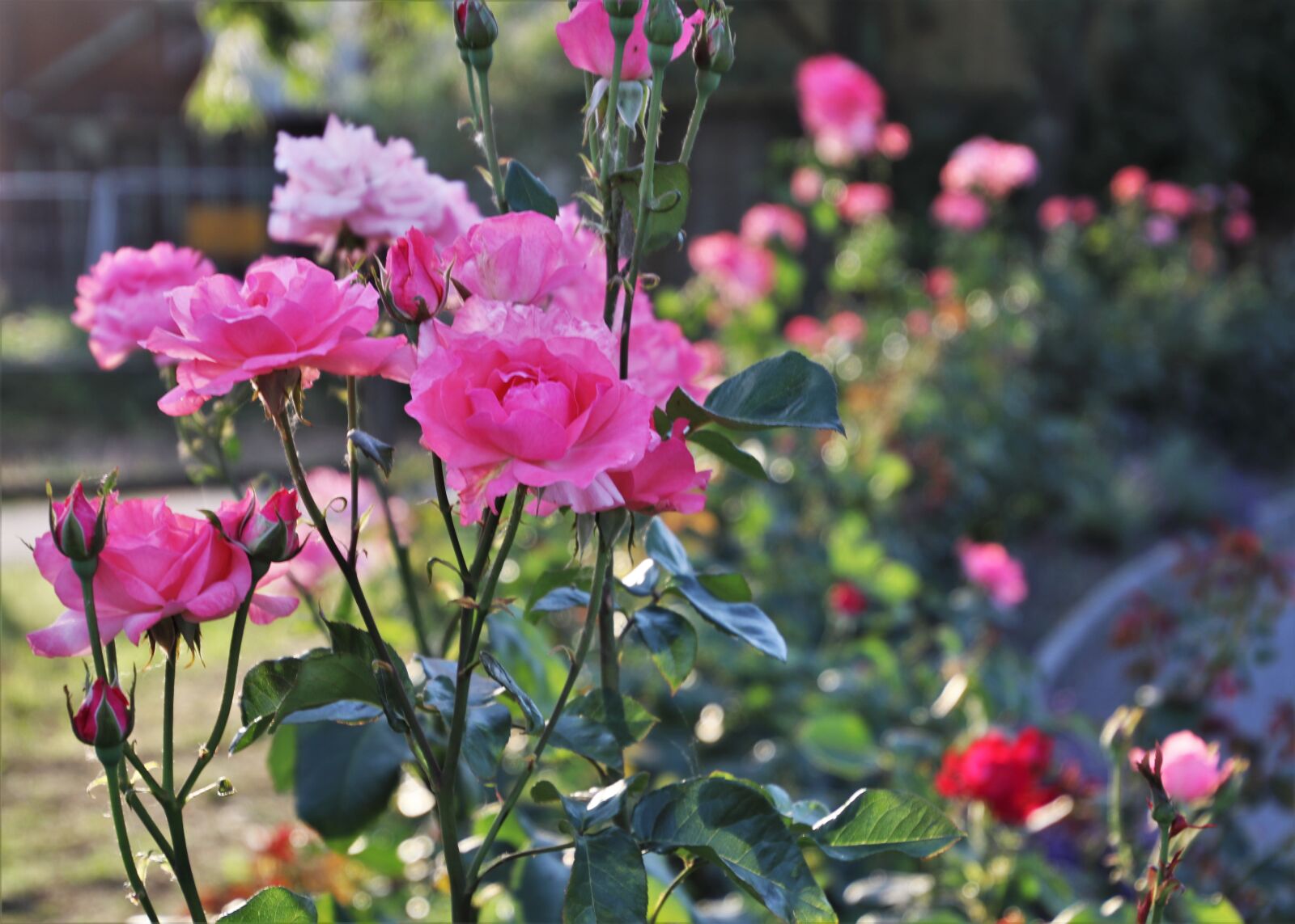 Canon EOS 80D sample photo. Pink, roses, the flower photography