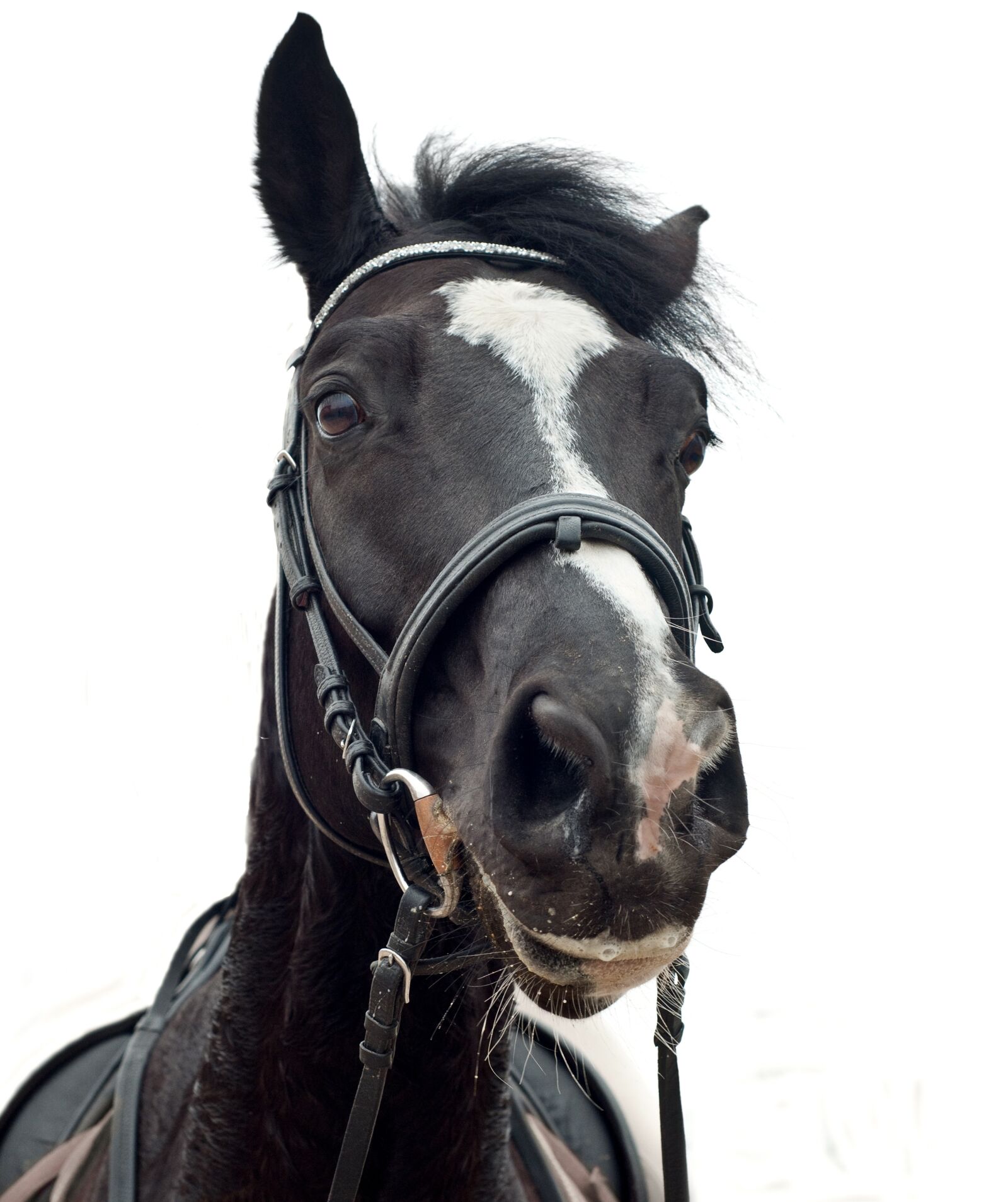 Nikon D300 sample photo. Horse, head, portrait photography