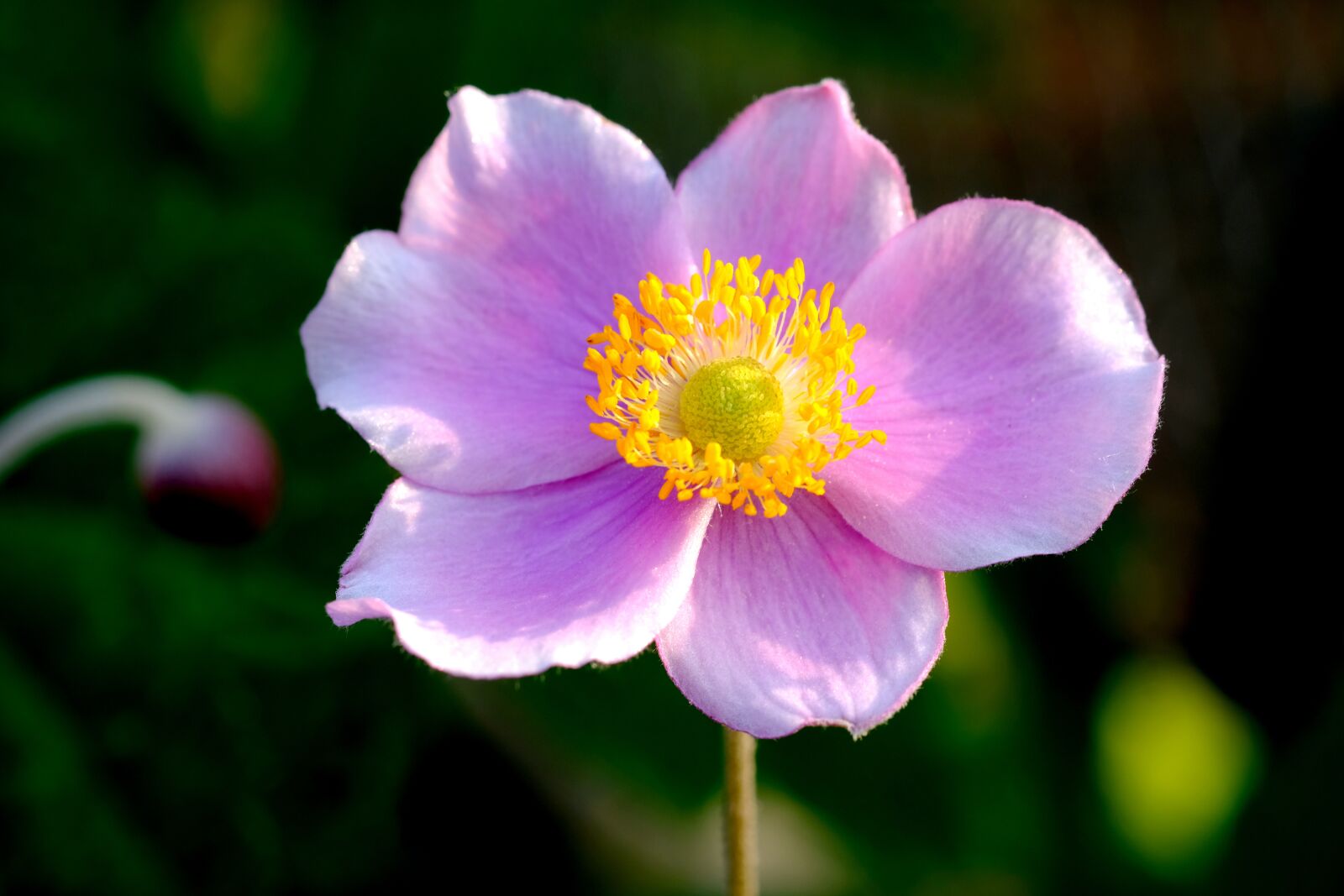Fujifilm X-T20 sample photo. Anemone, blossom, bloom photography