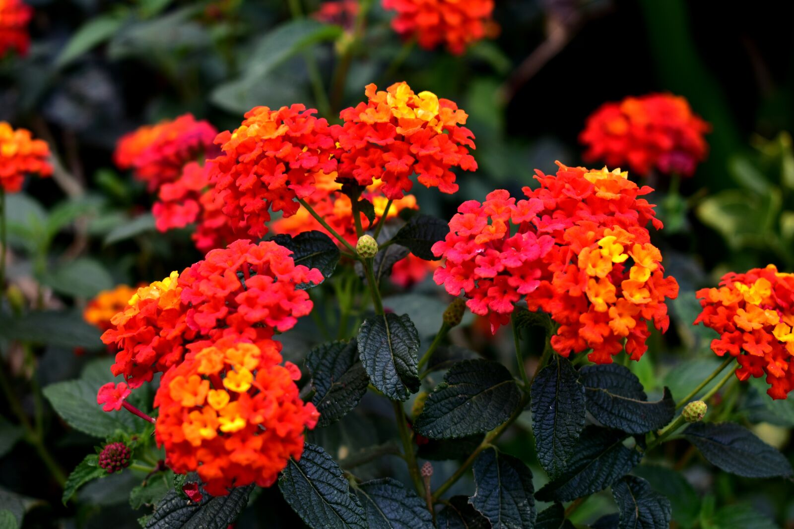 Nikon D5600 sample photo. Flower, flowers, colorful photography