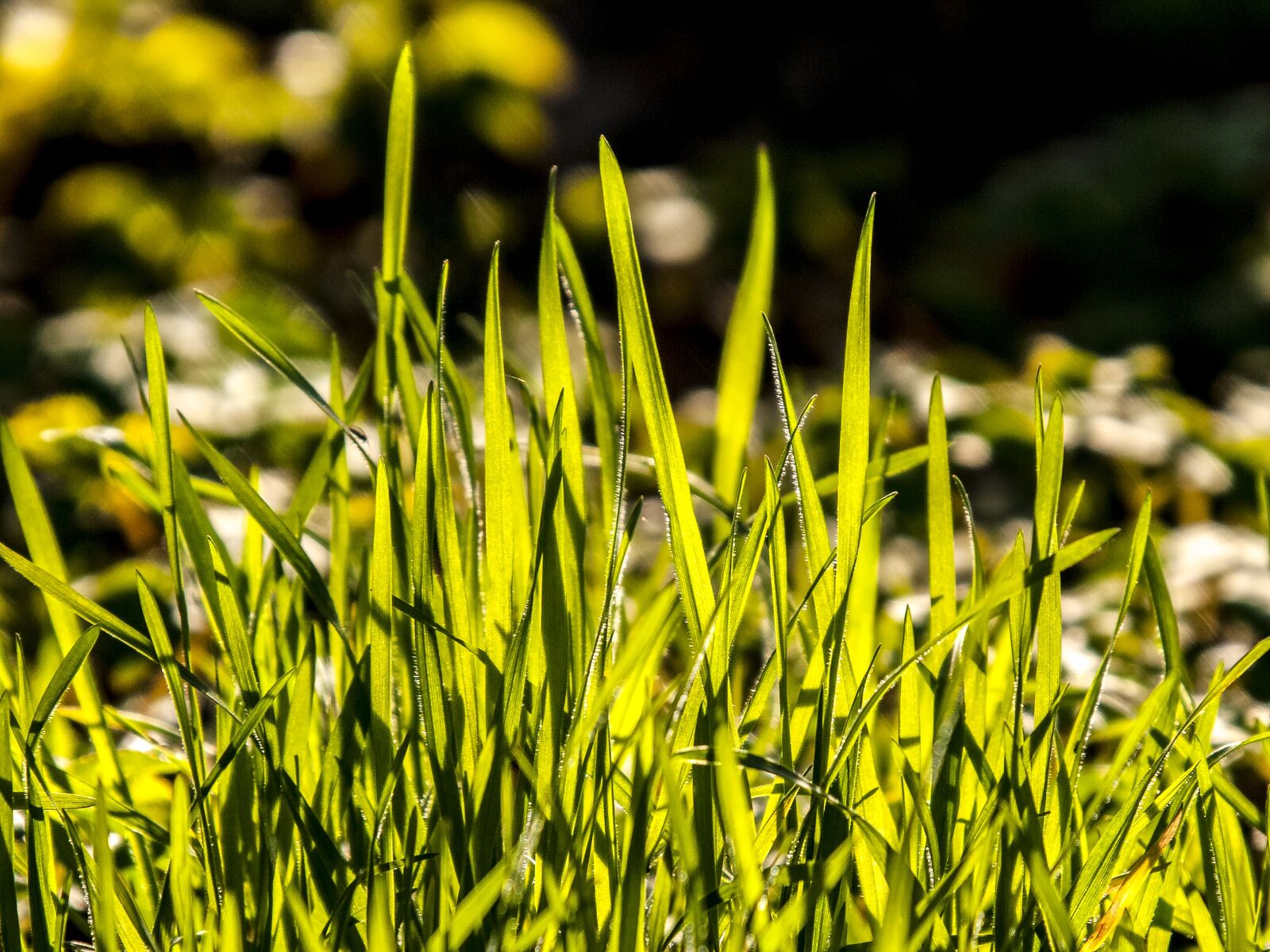 Olympus E-3 sample photo. Grass, plant, nature photography
