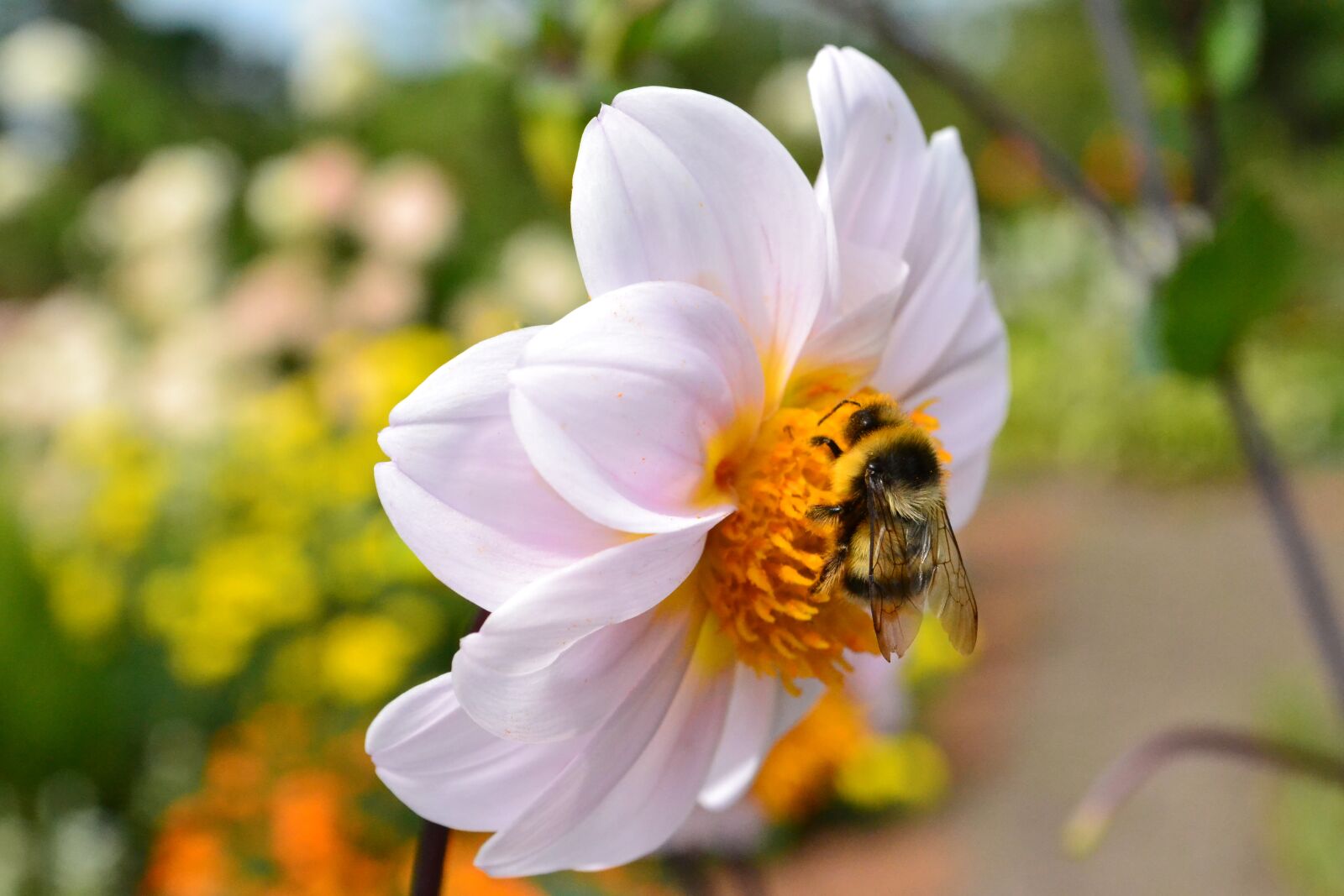 Nikon D3100 sample photo. Flowers, summer, nature photography