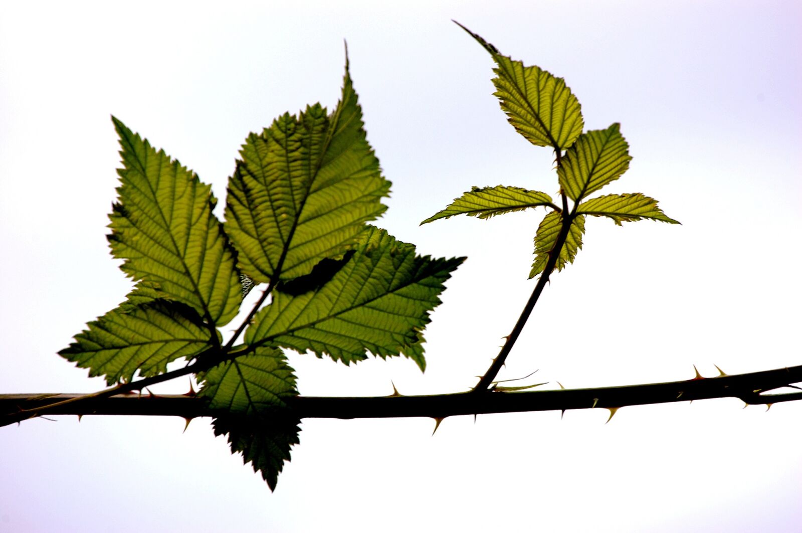 Nikon D40 sample photo. Tree, nature, summer photography