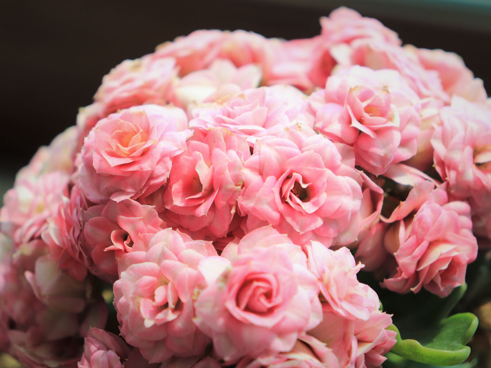 Canon EOS 800D (EOS Rebel T7i / EOS Kiss X9i) sample photo. Callan device, blossom, pink photography