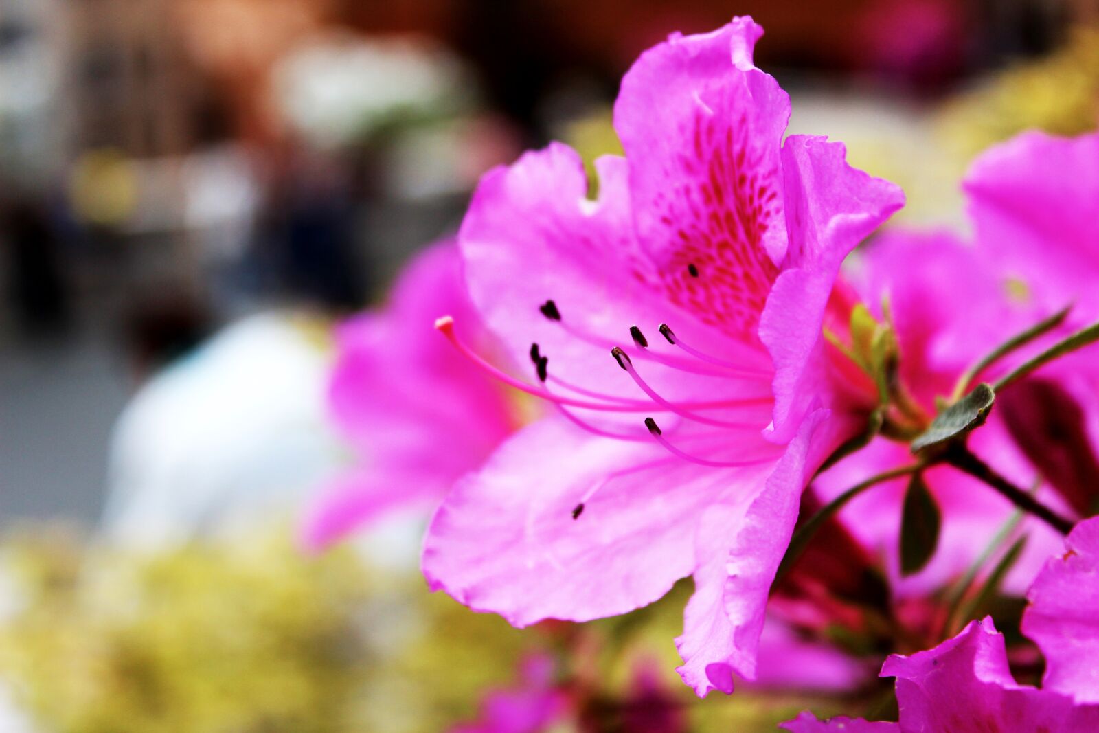 Canon EOS 600D (Rebel EOS T3i / EOS Kiss X5) sample photo. Flower, nature, summer photography