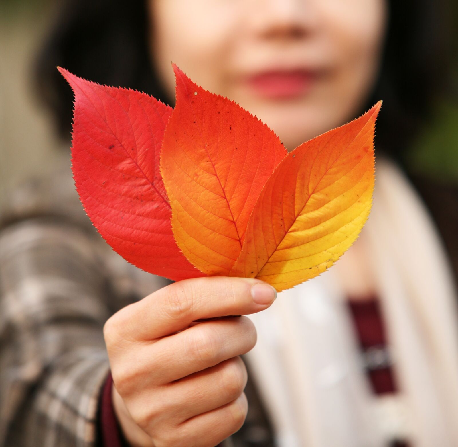 Canon EOS 5D sample photo. Leaves, autumn, autumn leaves photography