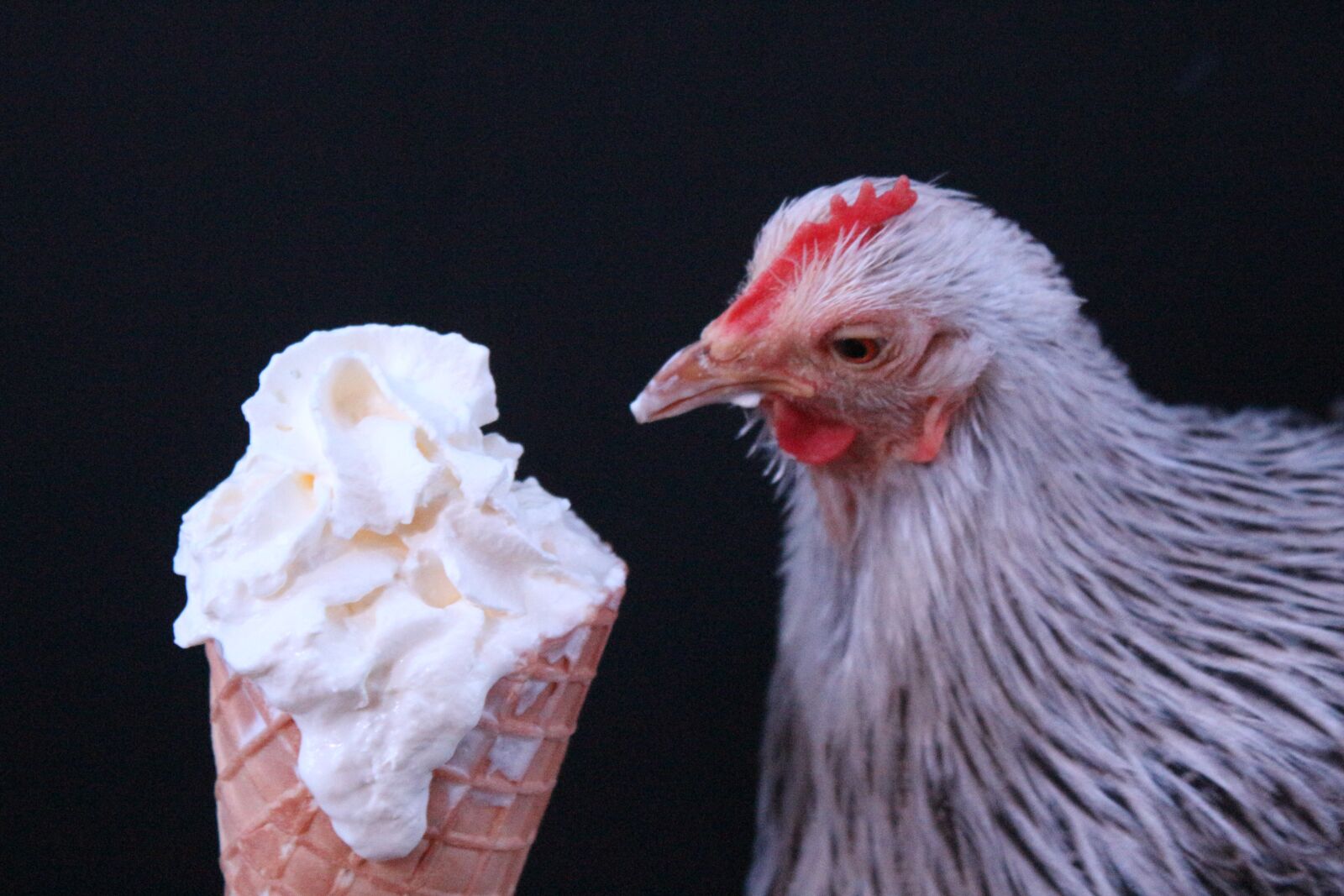 Canon EF-S 18-55mm F3.5-5.6 IS sample photo. Ice, cream, summer photography