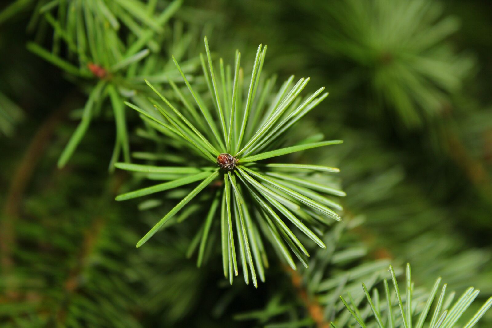 Canon EOS 1200D (EOS Rebel T5 / EOS Kiss X70 / EOS Hi) sample photo. Christmas tree, conifer, needles photography