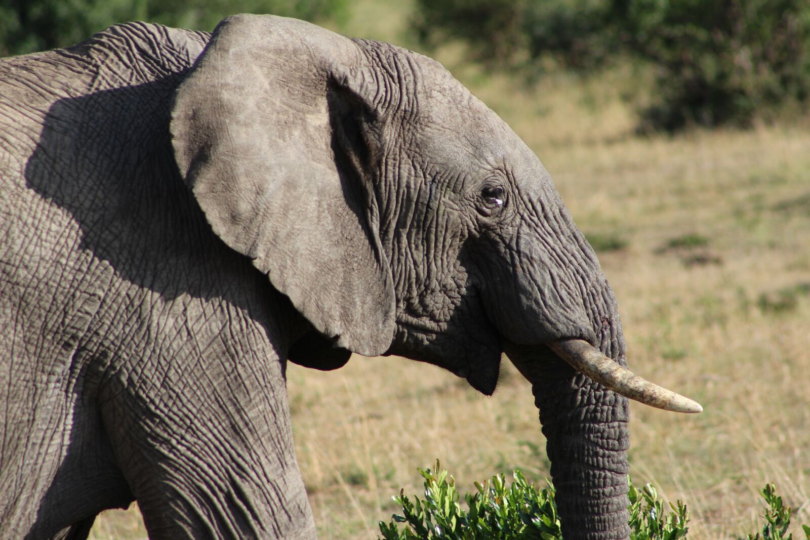 Canon EOS 100D (EOS Rebel SL1 / EOS Kiss X7) sample photo. Elephant, wildlife, kenya photography