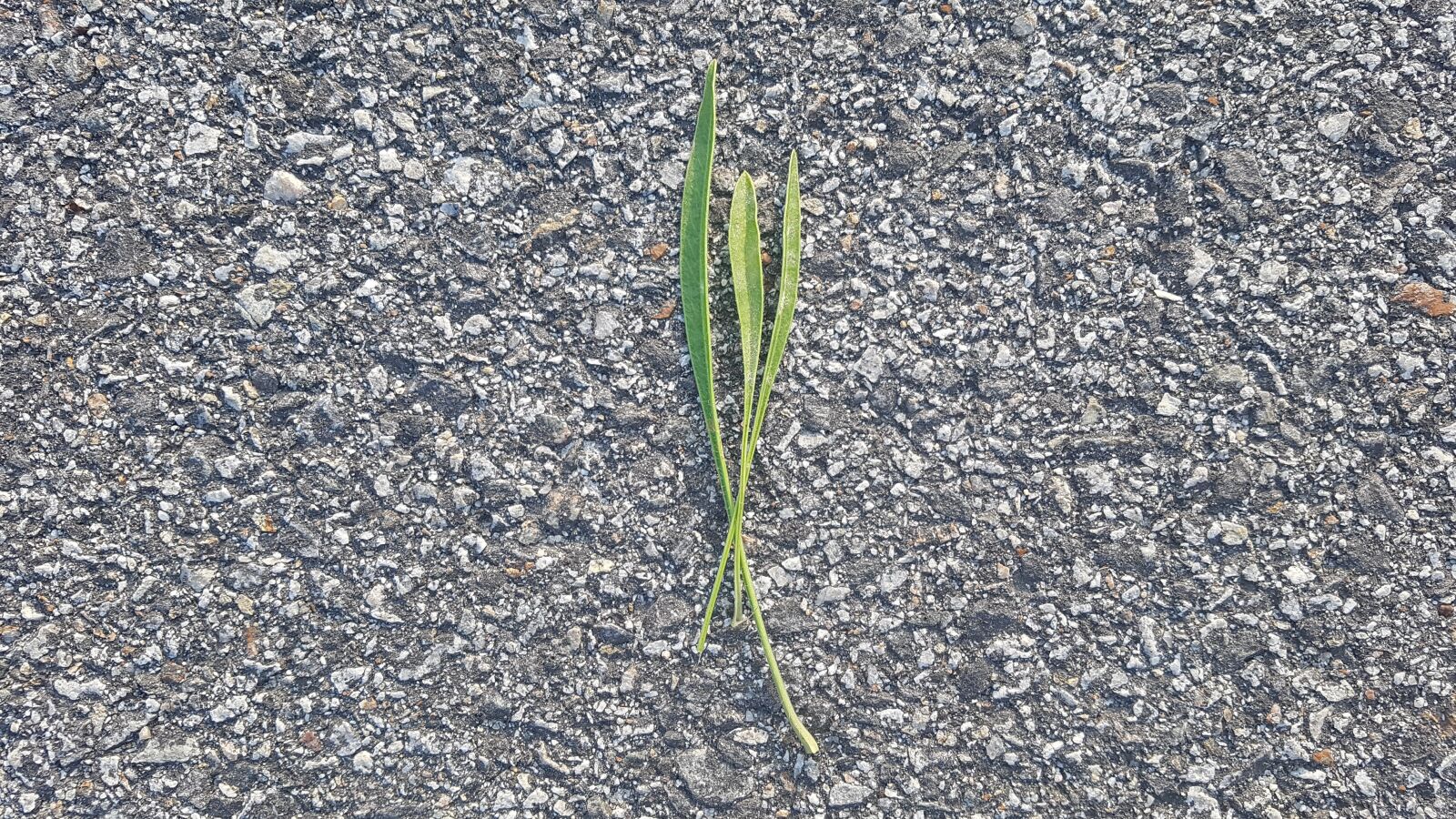 Samsung Galaxy S7 sample photo. Leaf, leaves, green photography