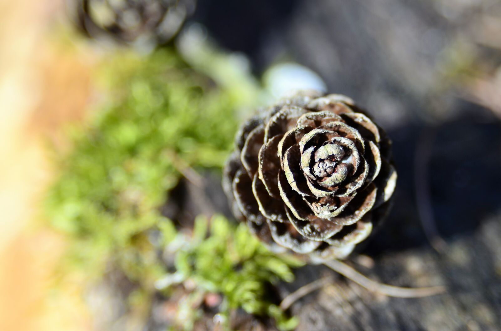 Nikon D7000 sample photo. Larch cones, larch, larix photography