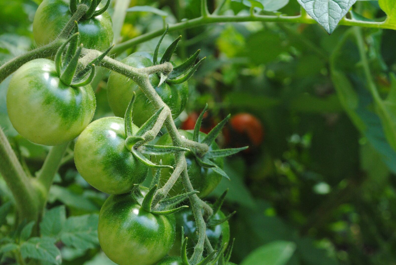 Nikon D3000 sample photo. Tomatoes, plant, food photography