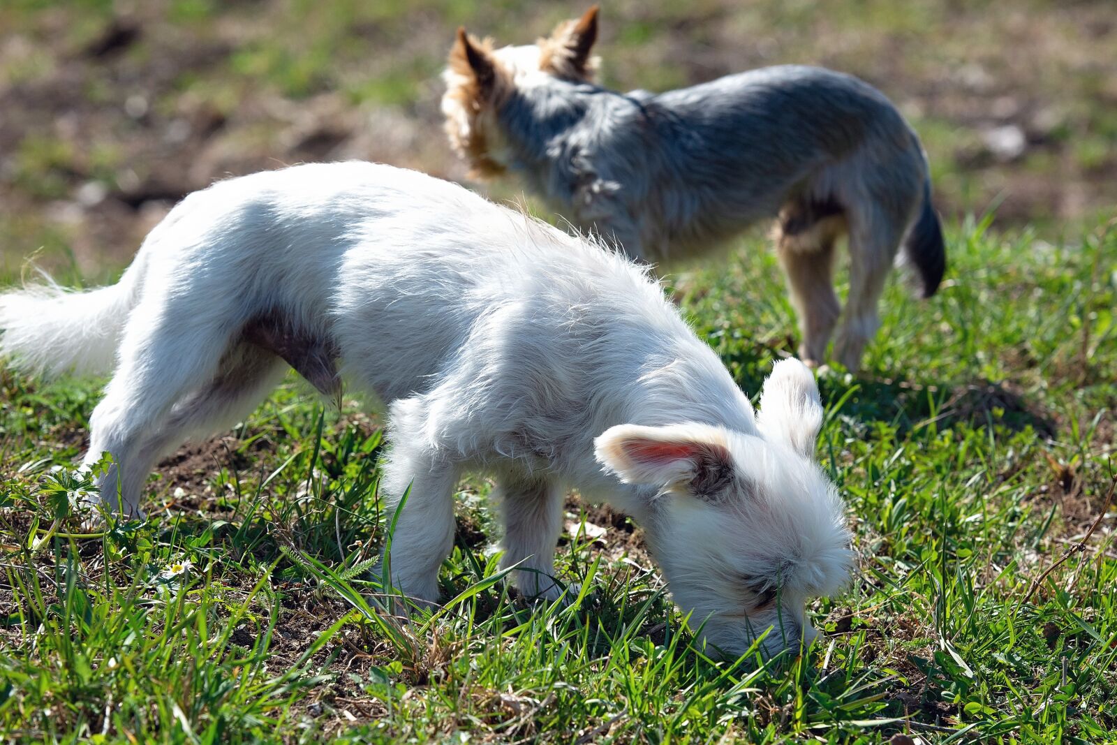 Nikon D7100 sample photo. Dog, white, out photography