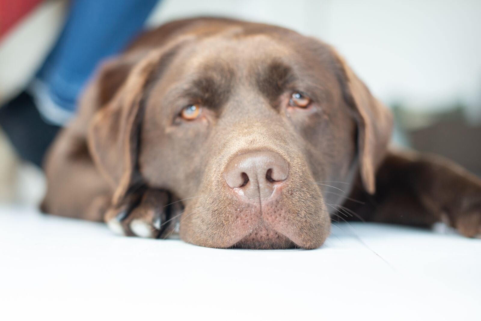 Nikon D600 sample photo. Labrador, brown, portrait photography