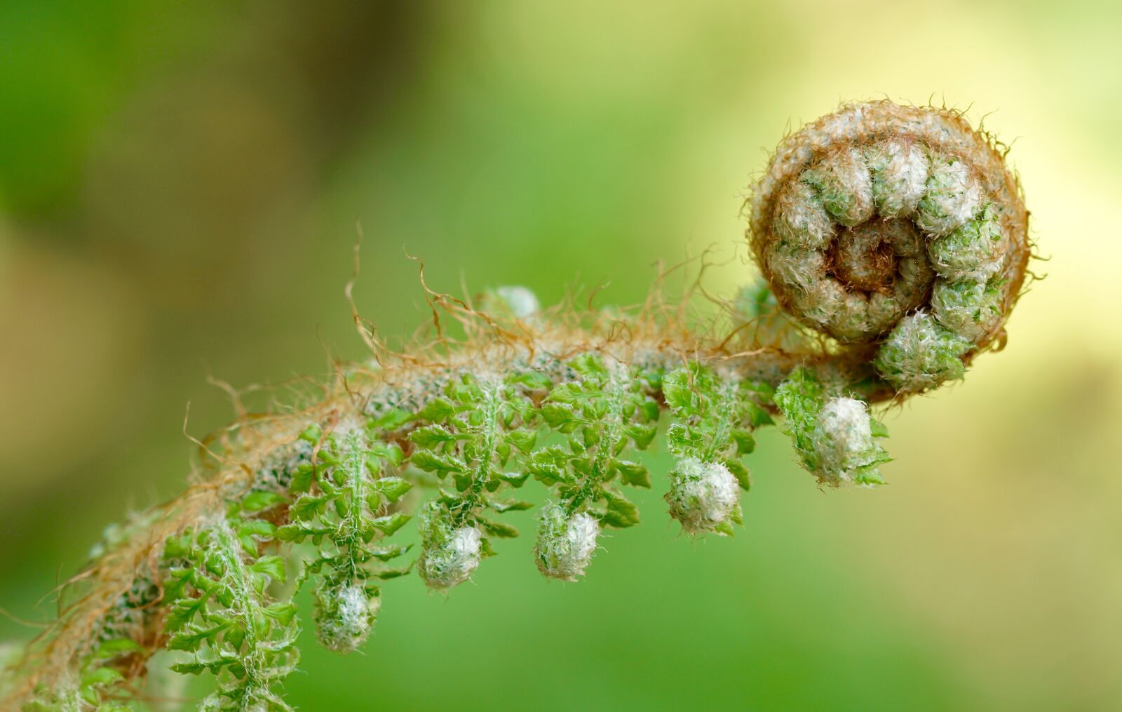 Sony ILCA-77M2 + Tamron SP AF 90mm F2.8 Di Macro sample photo. Fern, green, plant photography