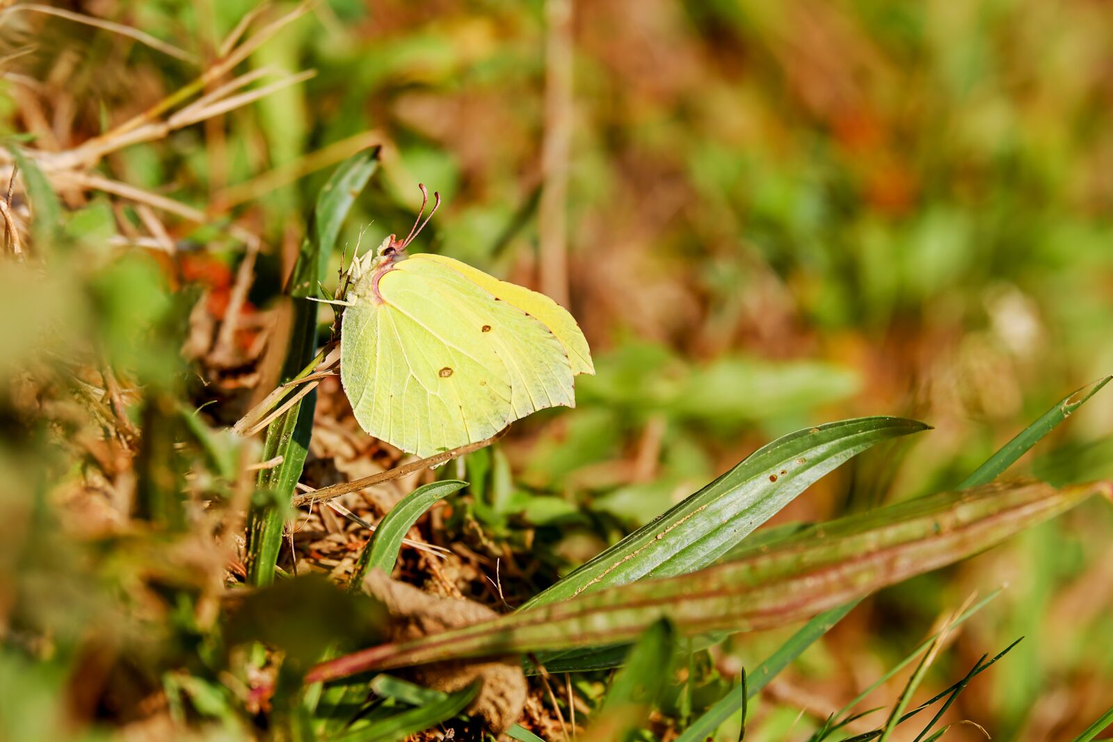 Fujifilm XF 55-200mm F3.5-4.8 R LM OIS sample photo. Gonepteryx rhamni, whites, pieridae photography