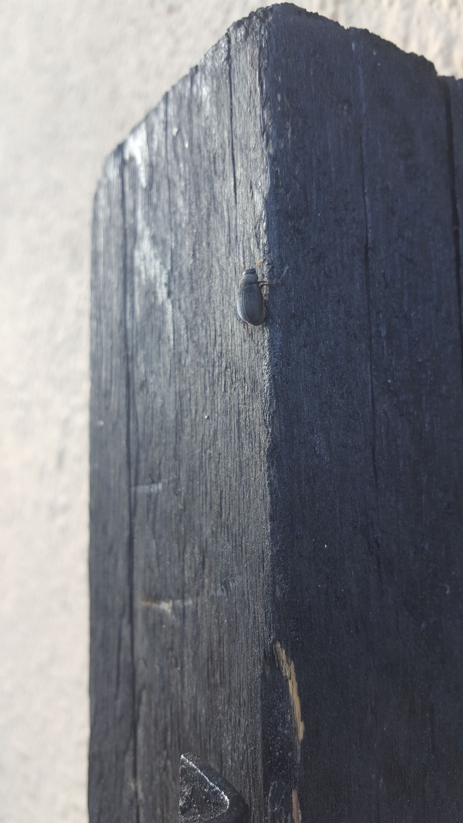 Samsung Galaxy S6 sample photo. Old, beetle photography