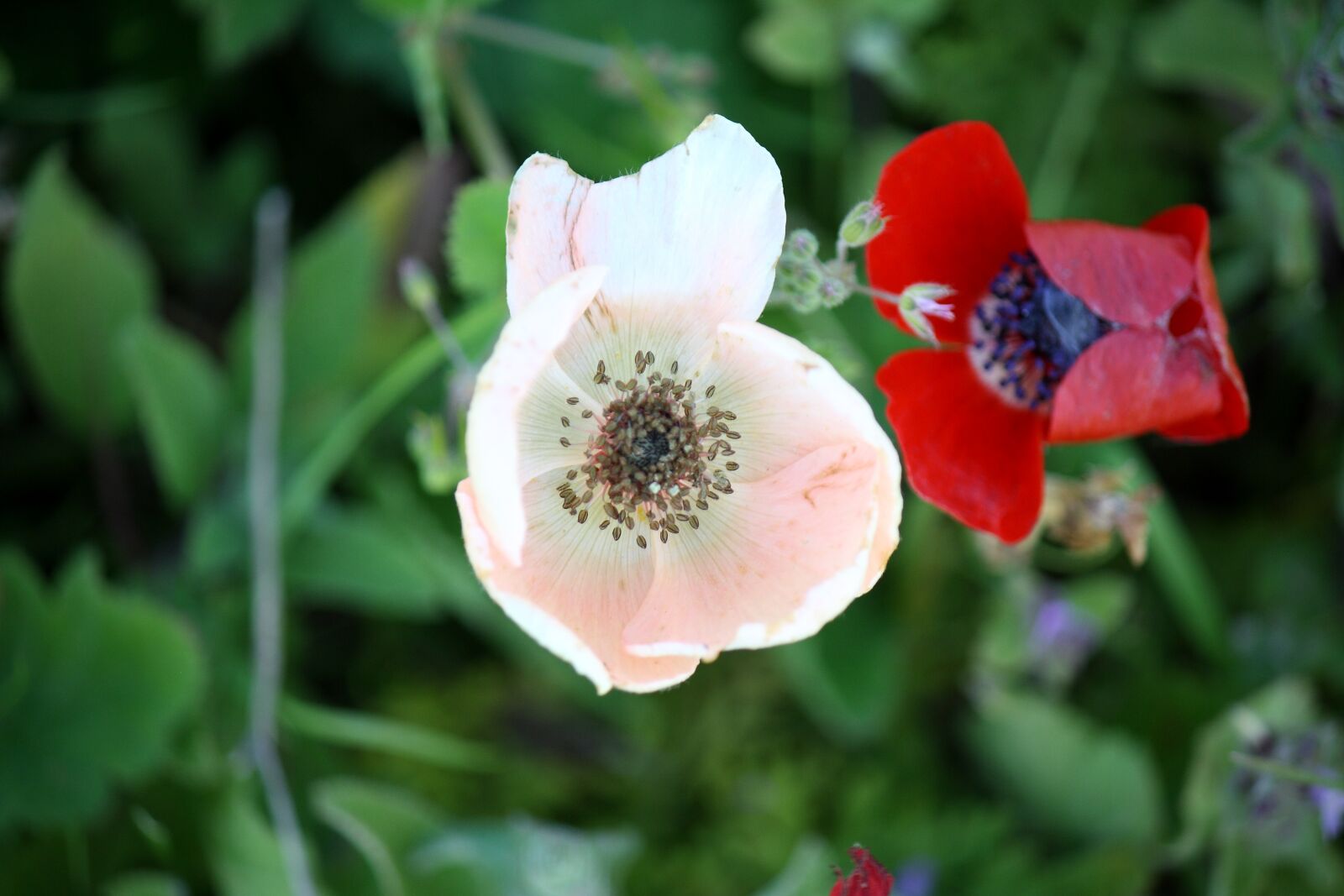 Canon EOS 1000D (EOS Digital Rebel XS / EOS Kiss F) sample photo. Anemone, flower, blossom photography