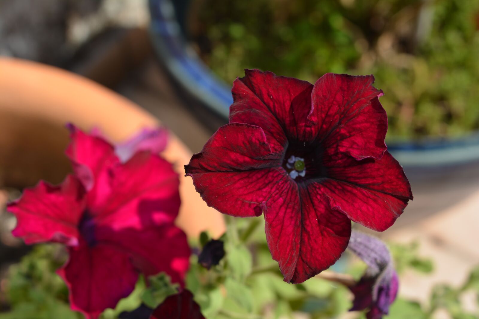 Nikon D5200 sample photo. Flower, petunia, red photography