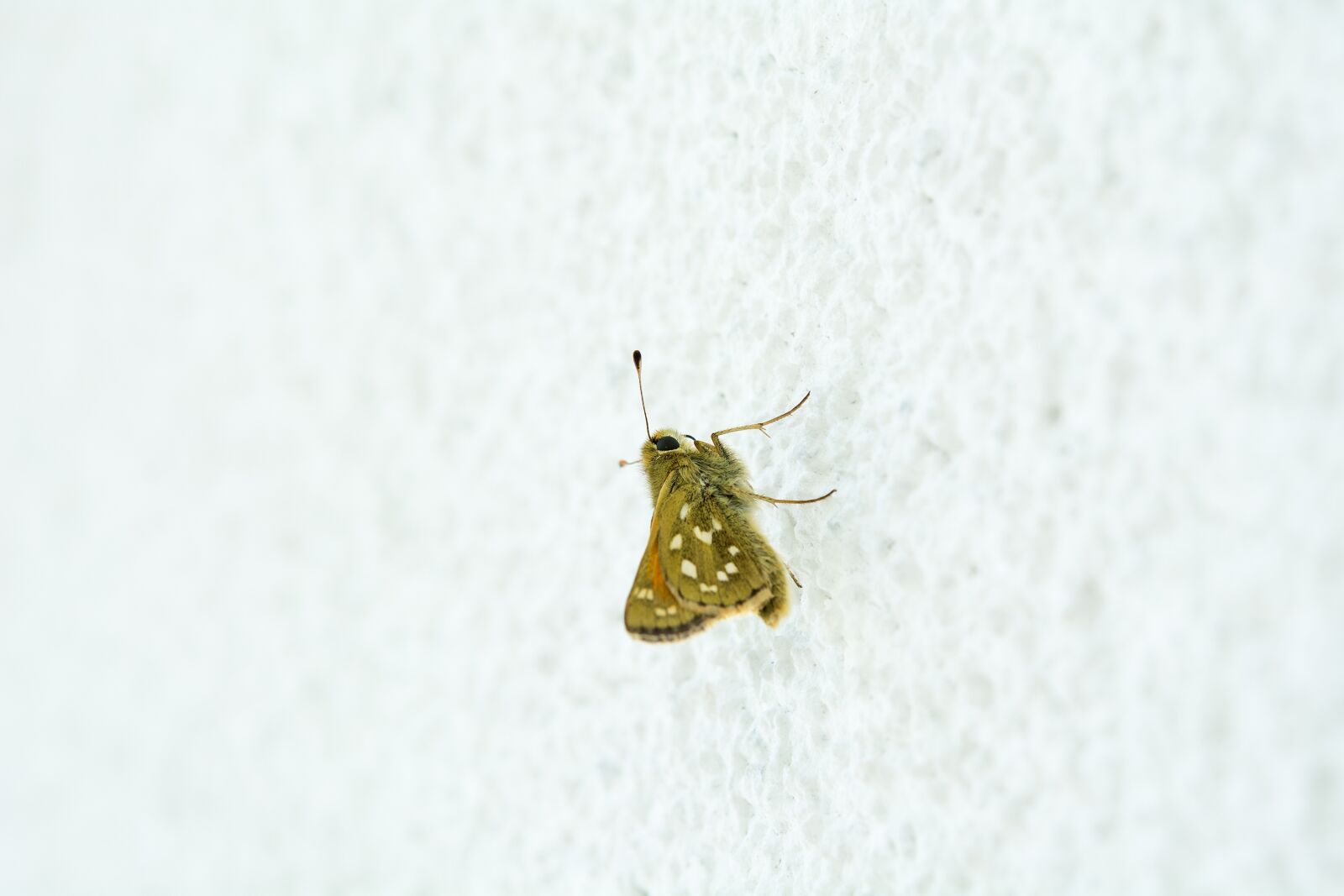 Nikon D7100 sample photo. Butterfly, hesperia comma, female photography