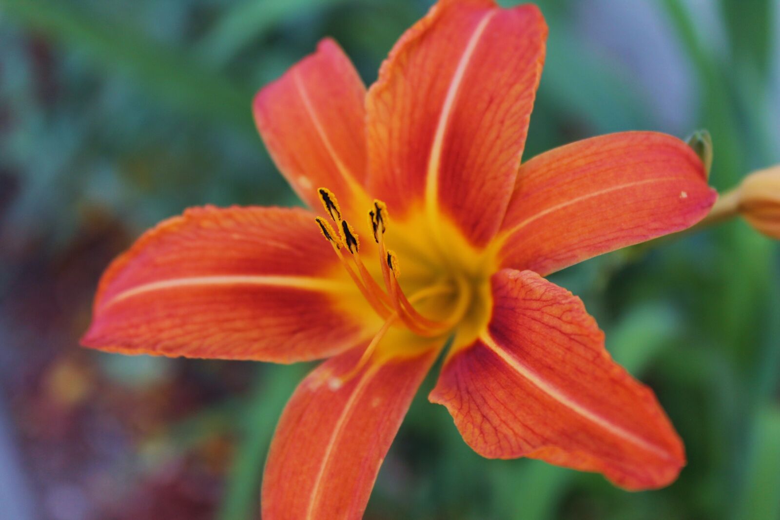 Canon EOS 1100D (EOS Rebel T3 / EOS Kiss X50) sample photo. Flower, tiger lily, spring photography