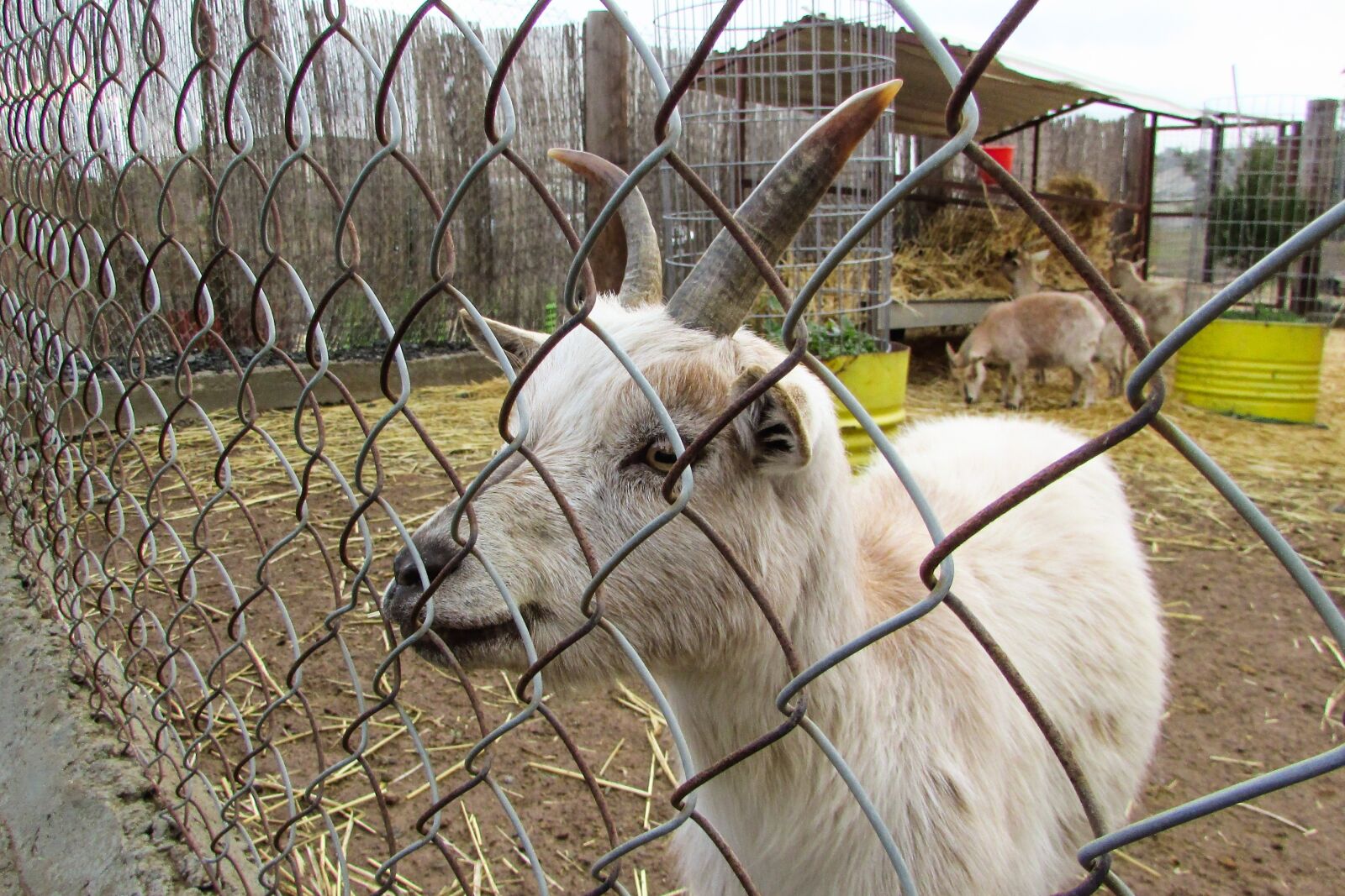 Canon PowerShot SX400 IS sample photo. Goat, young, farm photography