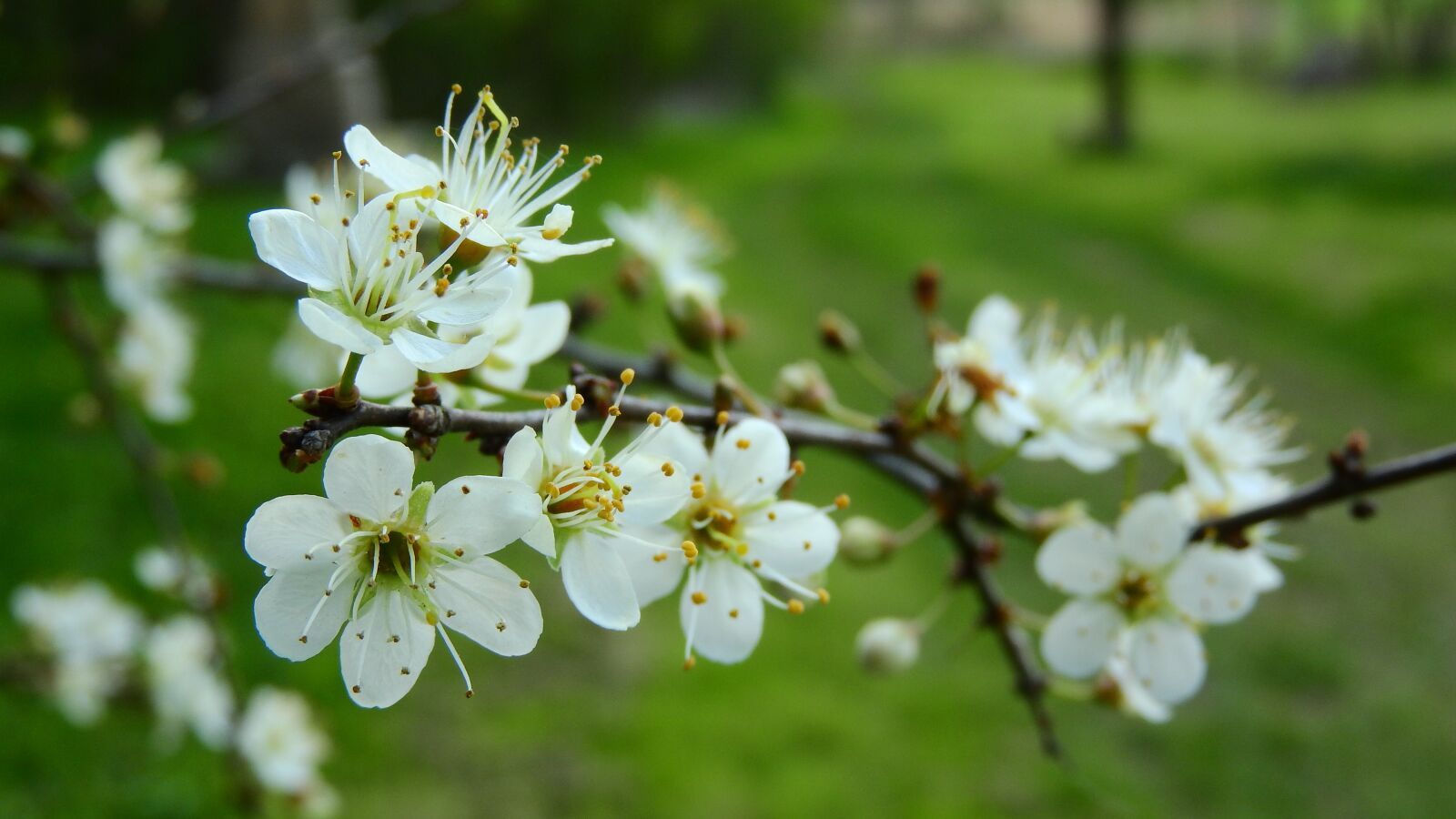Nikon Coolpix P610 sample photo. Prunus spinosa, blackthorn, spring photography