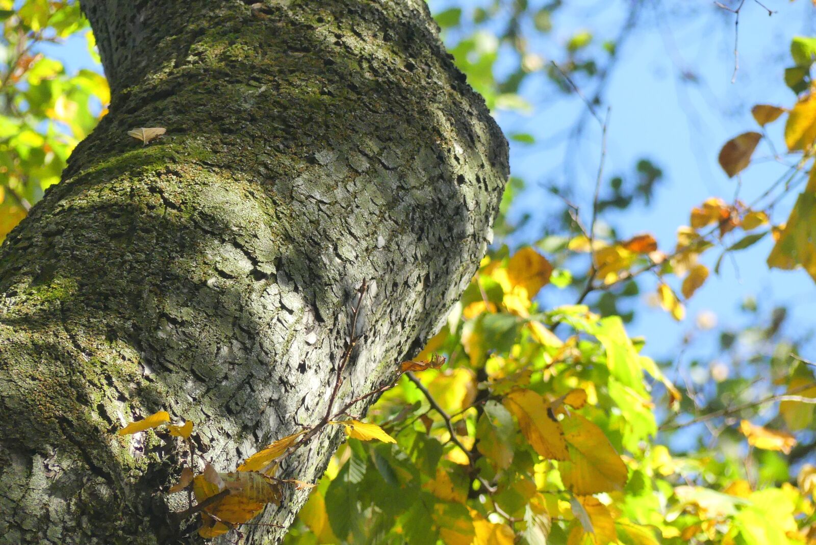 Panasonic Lumix DMC-FZ300 sample photo. Autumn, tree, konar photography