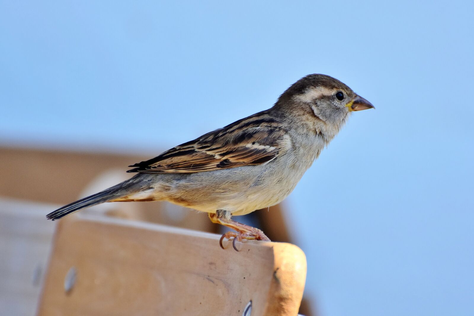 Nikon D7200 sample photo. Sparrow, sperling, bird photography
