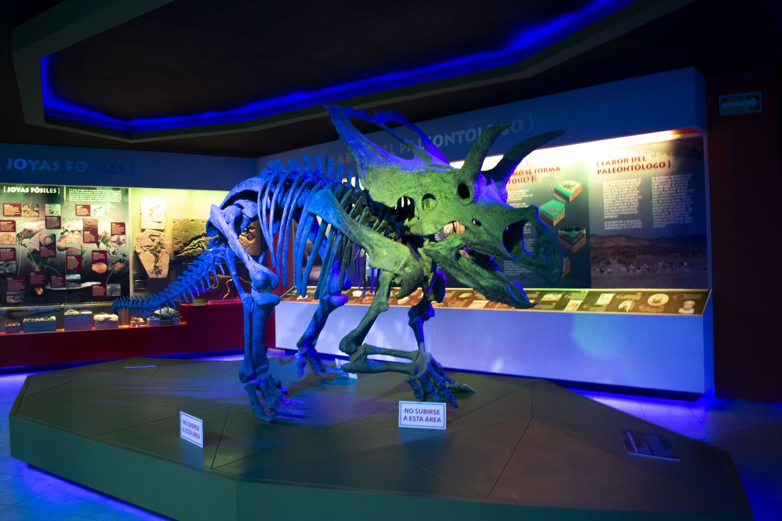 Nikon D3400 sample photo. Dinosaur, museum, desert museum photography