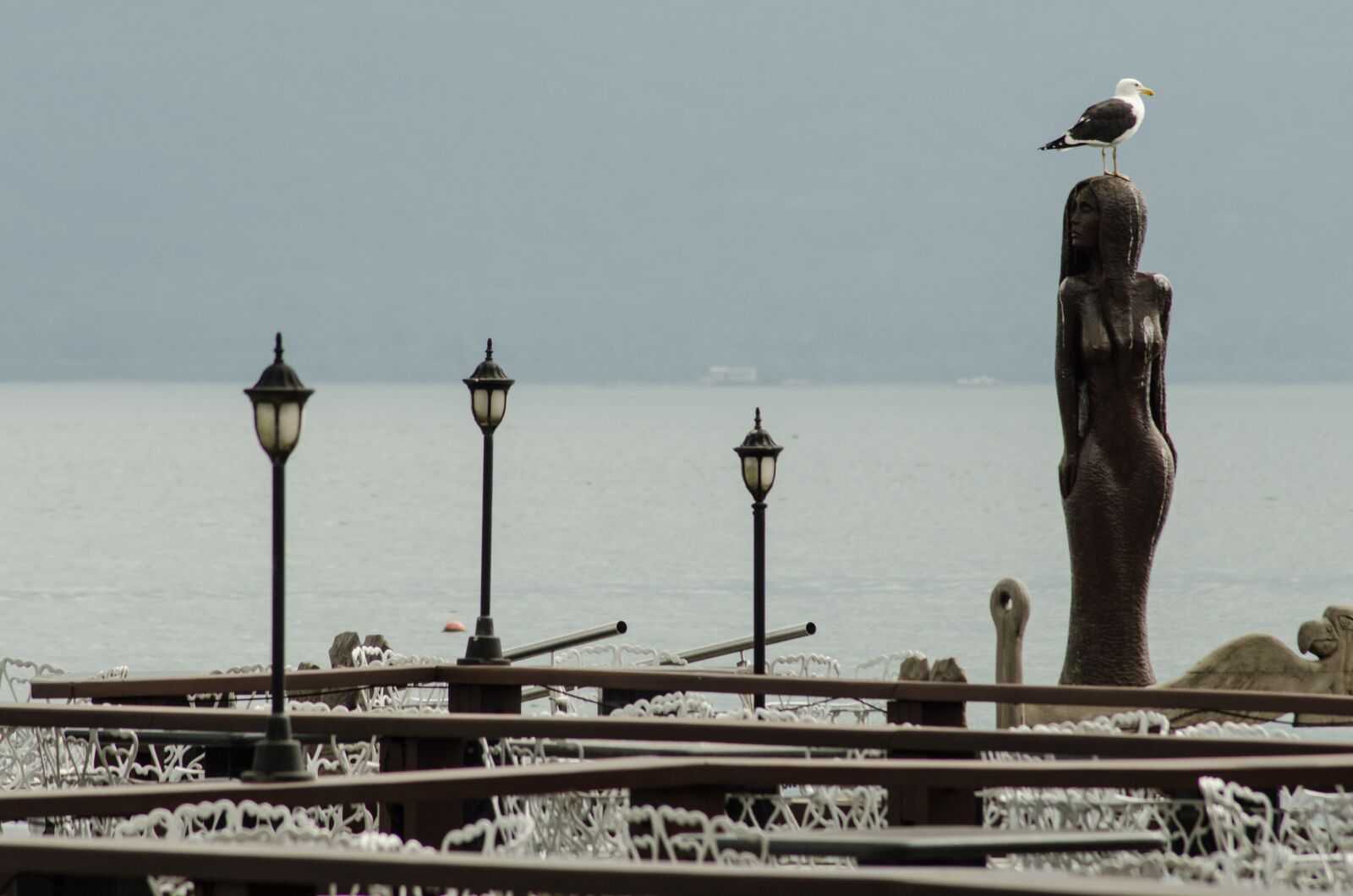 Nikon D7000 sample photo. Seagull, south san francisco photography