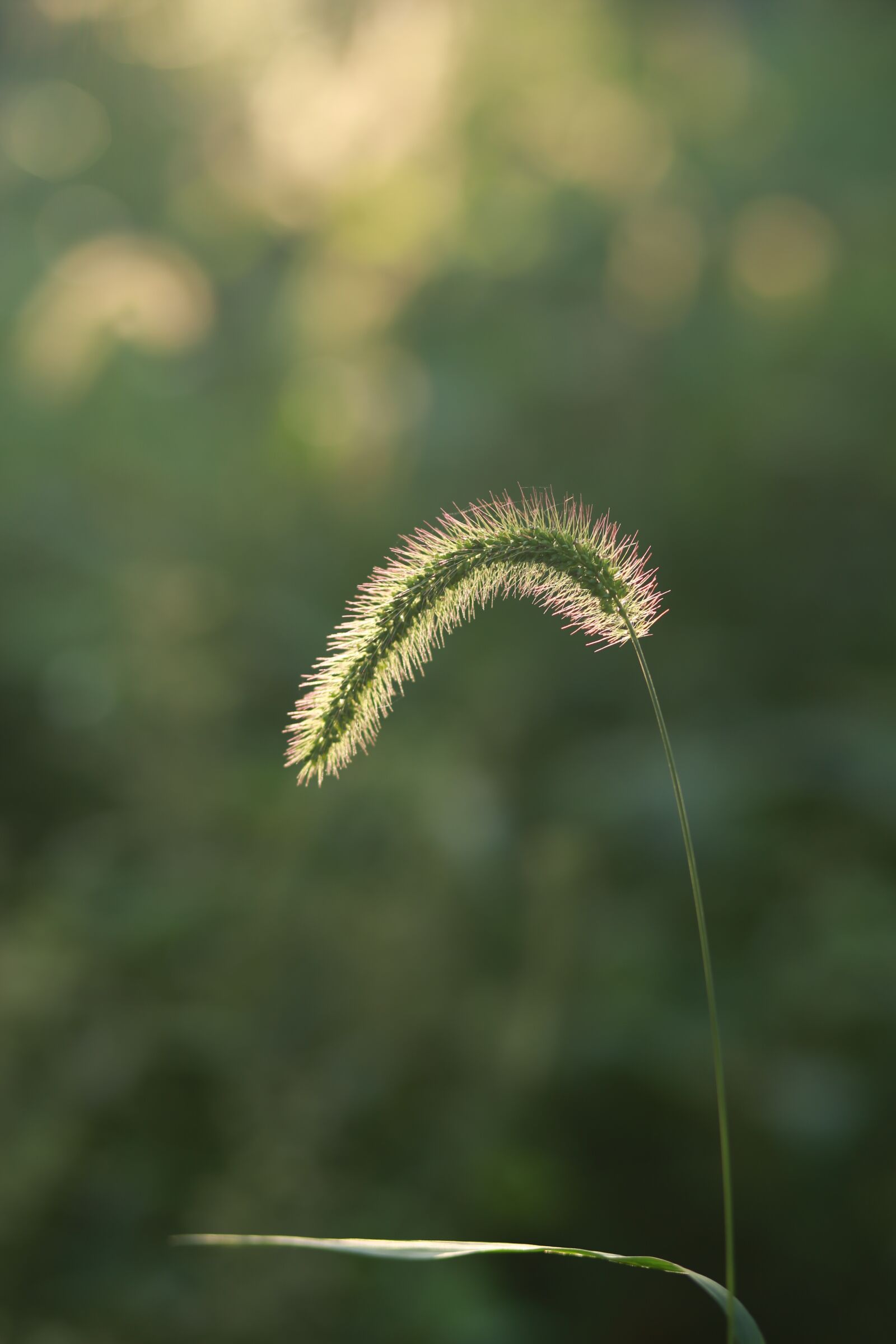 Canon EF 85mm F1.8 USM sample photo. Pool, foxtail, plants photography