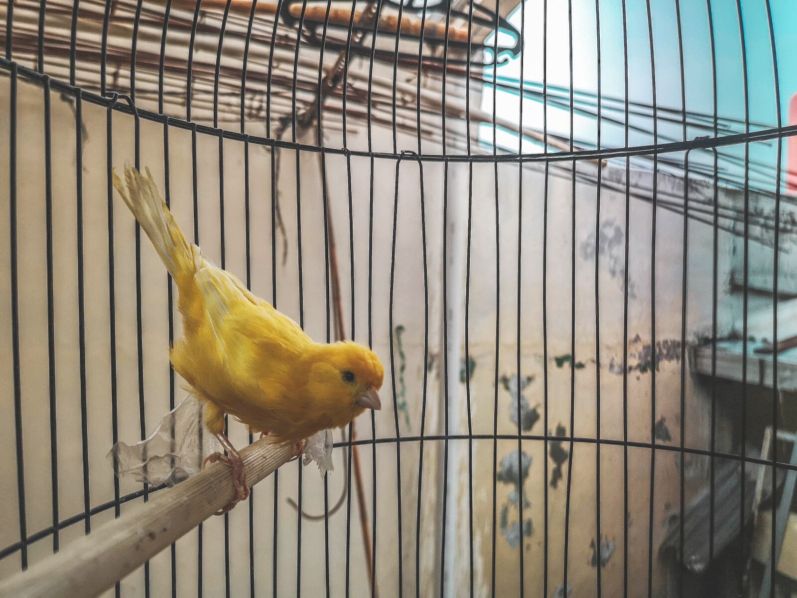 HUAWEI CLT-L29 sample photo. Cute, closeup, bird contest photography