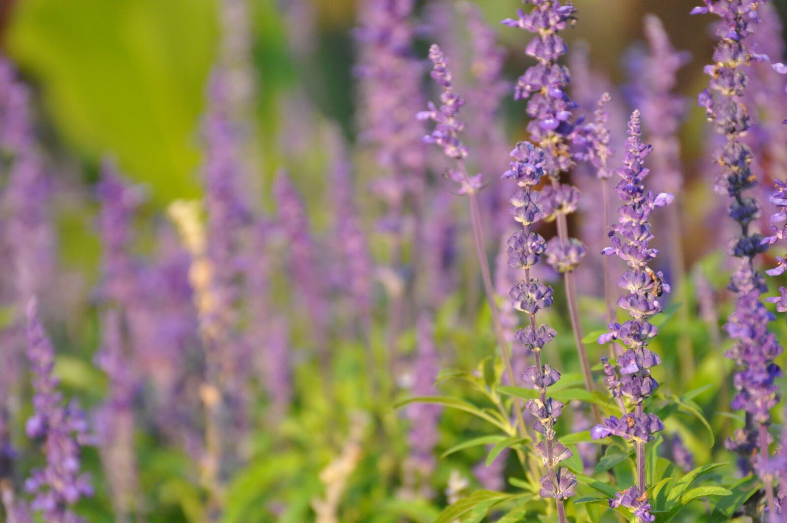 Nikon D90 sample photo. Lavender, flowers, flora photography